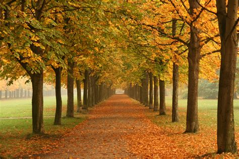 File:Autumn trees in Dresden.jpg - Wikimedia Commons