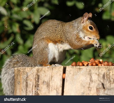 Portrait Of A Grey Squirrel Eating Hazelnuts On A Tree Stump In Autumn Sunshine Stock Photo ...