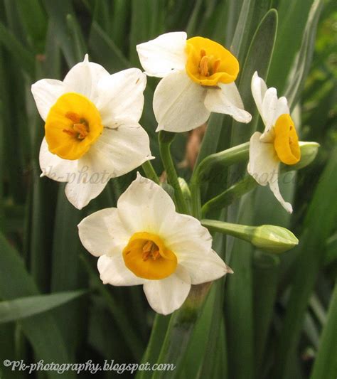 Narcissus tazetta Flower | Nature, Cultural, and Travel Photography Blog