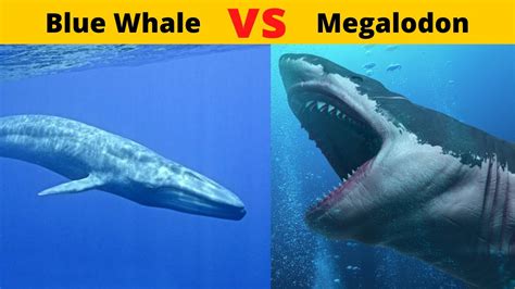 Megalodon Vs Blue Whale Size : Aquatic Giants The Blue Whale And The ...