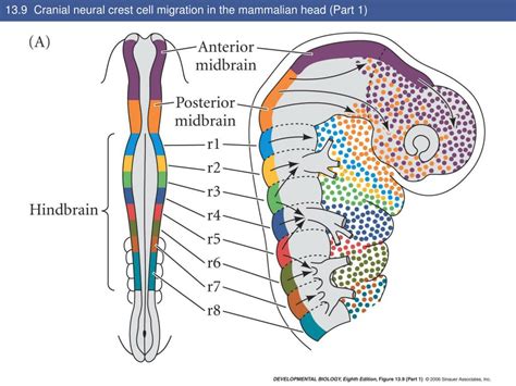 PPT - Neural Crest Cells PowerPoint Presentation, free download - ID ...