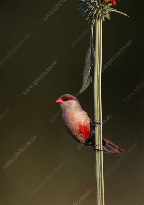 Common waxbill - Stock Image - F034/3676 - Science Photo Library