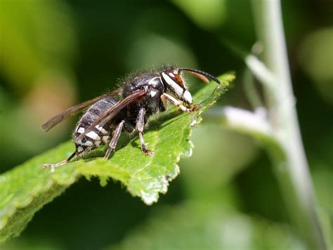 What is a bald-faced or white-faced hornet? - Accurate Pest Control NY