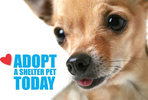 Adopt a Dog in Miami | Humane Society of Miami