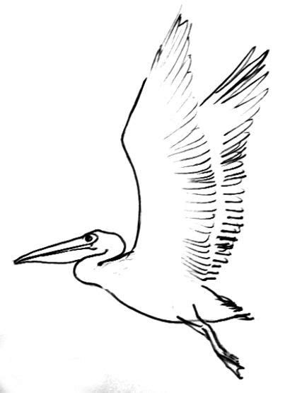 Bird Art Pelican Drawing Pelican Print Pelican in Flight Drawing ...