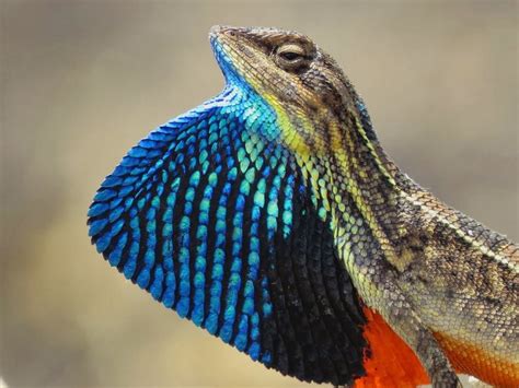 99 best images about Fan-throated Lizards on Pinterest | Fans, Florida and Brown