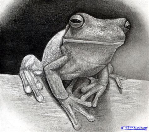 Realistic Frog Drawing Step By Step - HD Wallpapers