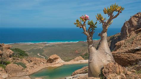 The hermit of Socotra Island - BBC Travel