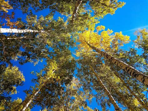 When to Plant Aspen Trees in Colorado: A Colorado Guide