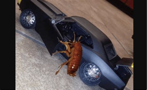 Roach In Car Meme - CARRSL