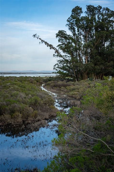 Wetland and Trees · Free Stock Photo