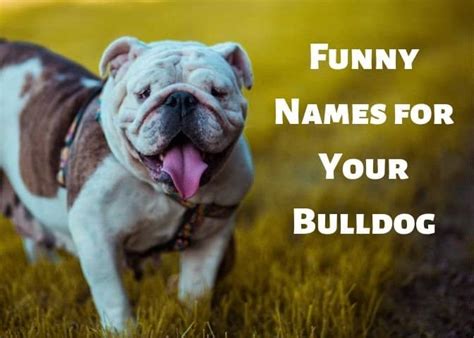 Funny Bulldog Names for Males and Females - PetHelpful