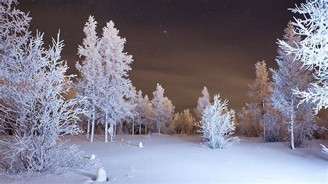 Winter Forest Wallpapers Images Photos Pictures Backgrounds