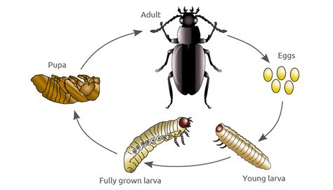 Tortoise Beetle Life Cycle