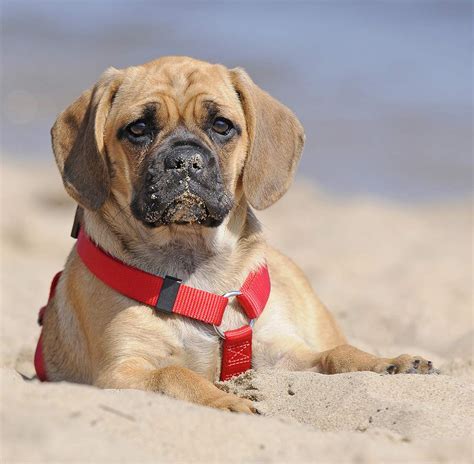 A Complete Guide To The Puggle - A Pug Beagle Mix Breed