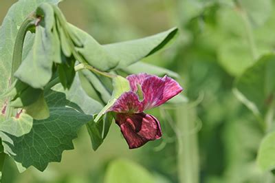 Pisum sativum L. (Fabaceae) cv. Blauwschokker