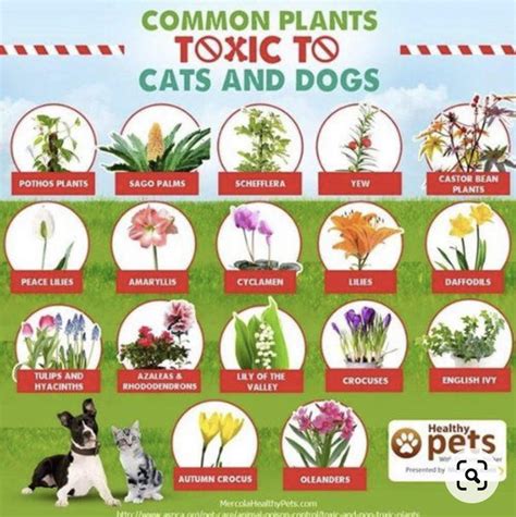 Dangerous Plants for Dogs and Cats - RainCoast Dog Rescue