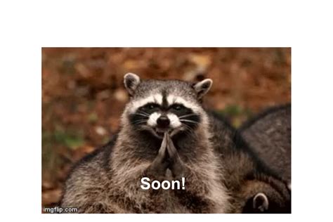 Evil Plotting Raccoon Memes Quickmeme