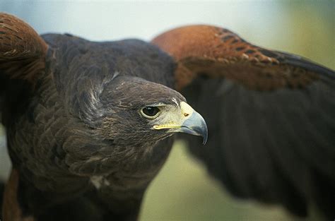 Harris Hawk Flying Photograph by Buddy Mays - Pixels