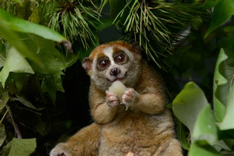 Pygmy Slow Loris Info, Diet, Habitat, Conservation, Pictures