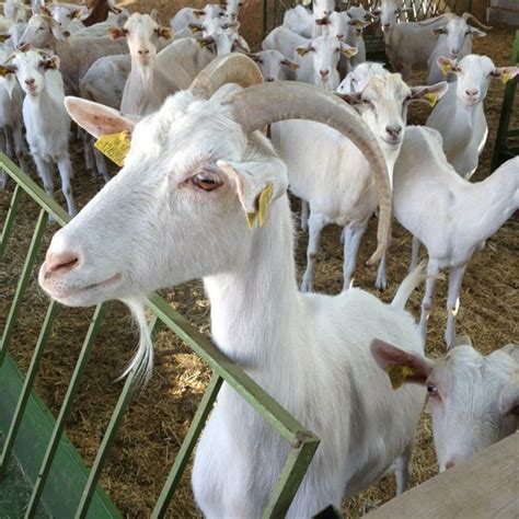 Saanen Goats For Sale in South Africa | Goat Breeders | Planted Roots