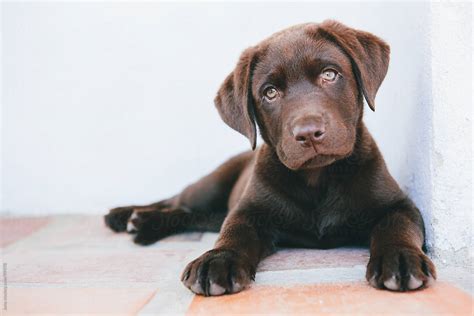 Cute Chocolate Brown Labrador Puppy by Micky Wiswedel - Stocksy United