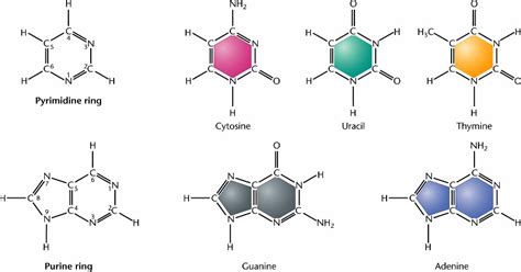 nitrogenous_bases.html 10_09-nitrogenous_bases.jpg