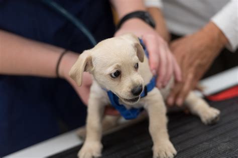 Pet Health: Five good reasons to adopt a shelter pet