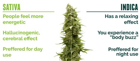 Indica vs. Sativa | Effects, Strains & More – Marijuana Doctors | Online Medical Card Directory