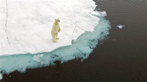 Global Warming Is Driving Polar Bears Toward Extinction, Researchers Say - The New York Times