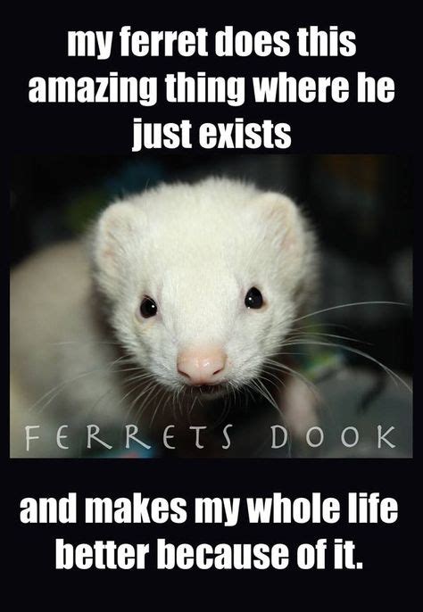 16 Ferret meme ideas | ferret, funny ferrets, cute ferrets