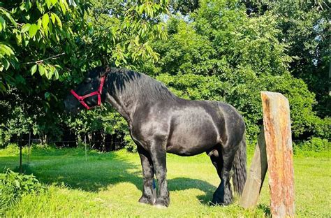 Percheron Horse - The Majestic Powerhouse Explored