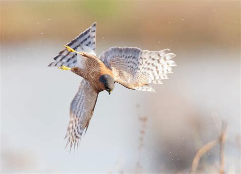 Eurasian Sparrowhawk Hunting Over Marshland, England, Uk Photograph by Oscar Dewhurst / Naturepl.com