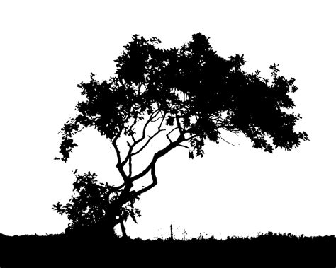 Bộ sưu tập 777 Background black tree Đen nhưng không tối