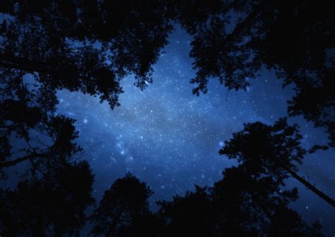 Night sky with trees 2500 px wide - The Wisdom Experience