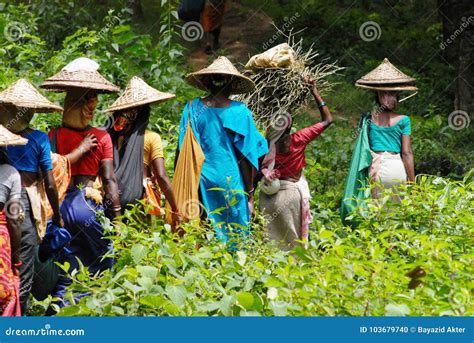 Tea Garden at Sylhet, Bangladesh Editorial Image - Image of hillarea, habiganj: 103679740