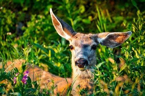 Learn About Curious Chaparral Animals And Their Amazing Adaptations