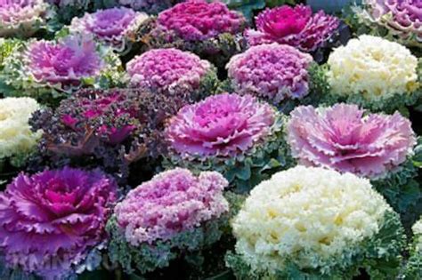 Flowering Cabbage Seeds 50 Osaka Mix Flowering Kale Seeds - Etsy