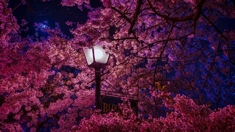 Cherry Blossom Wallpaper 4k Wallpaper Sakura 4k Hd Wallpaper | Images ...