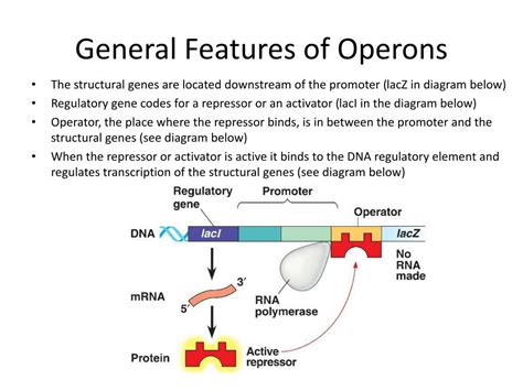 PPT - Bacterial Operons PowerPoint Presentation, free download - ID:5717062