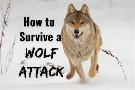 How To Survive A Wolf Attack | Surviving A Wolf Attack