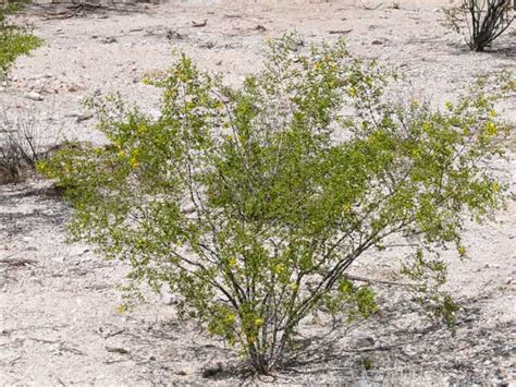 Creosote bush uses: medicinal and otherwise