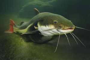 7 Reasons To Choose Catfish For Your Aquaponics System - The Aquaponics Guide