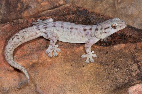 Researchers discover six new gecko species | Mirage News