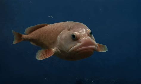 What Do Blobfish Look Like Underwater & Under Pressure? - A-Z Animals