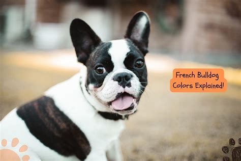 French Bulldog Colors Explained (With PRICE Chart) - Petlity