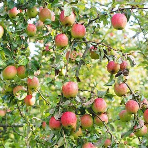 19 Best Apple Tree Varieties (with a Guide to Flowering Groups) | Gardener's Path