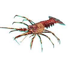 Caribbean Spiny Lobster - Reef Smart Guides