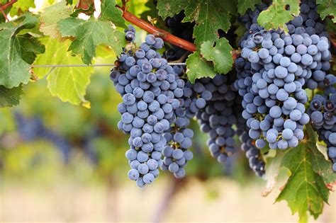 Cabernet Sauvignon | Wine Geographic