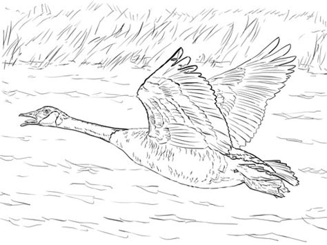 Canada Goose in Flight Coloring page | SuperColoring.com